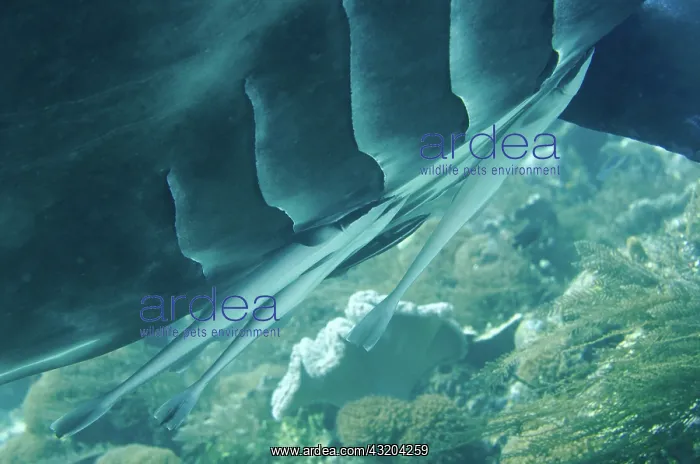 : 80193471 Reef Manta Ray - with Slender Suckerfish : 80193471 Reef Manta Ray - with Slender Suckerfish