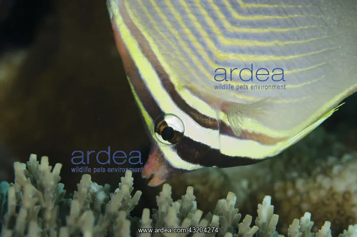 : 80193473 Eastern Triangular Butterflyfish - being : 80193473 Eastern Triangular Butterflyfish - being