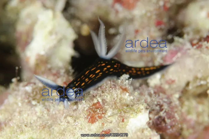 : 80193474 Slender Roboastra Nudibranch - Arborek : 80193474 Slender Roboastra Nudibranch - Arborek