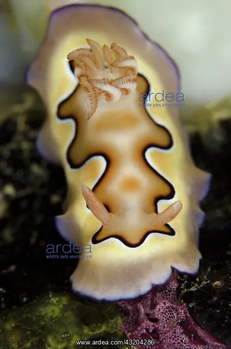 : 80193475 Co's Chromodoris Nudibranch - Mansuar Point : 80193475 Co's Chromodoris Nudibranch - Mansuar Point