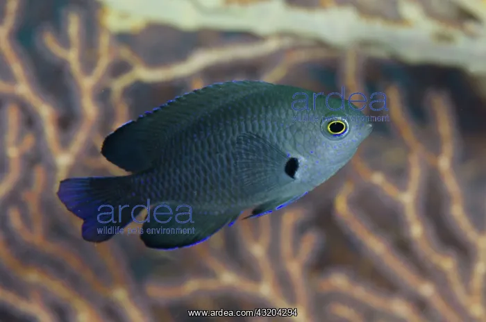 : 80193476 Charcoal Damselfish - sub-adult next to : 80193476 Charcoal Damselfish - sub-adult next to