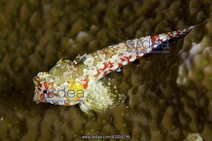 : 80193477 Moyer's Dragonet Mansuar Point East dive : 80193477 Moyer's Dragonet Mansuar Point East dive