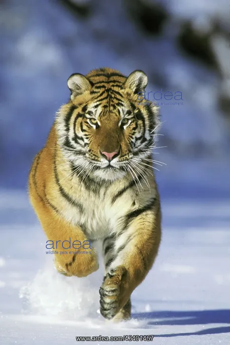 : 80193771 Siberian / Amur Tiger - running in winter : 80193771 Siberian / Amur Tiger - running in winter