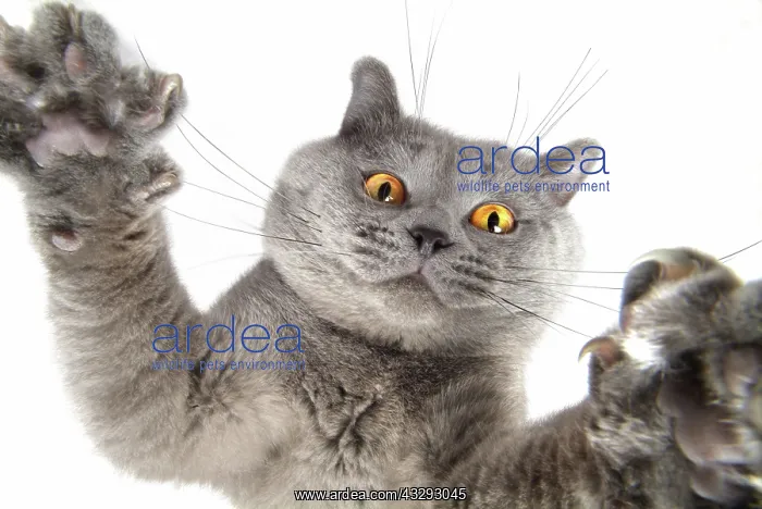: 80193779 await Cat, Chartreux, seen from below Imagebroker : 80193779 await Cat, Chartreux, seen from below Imagebroker