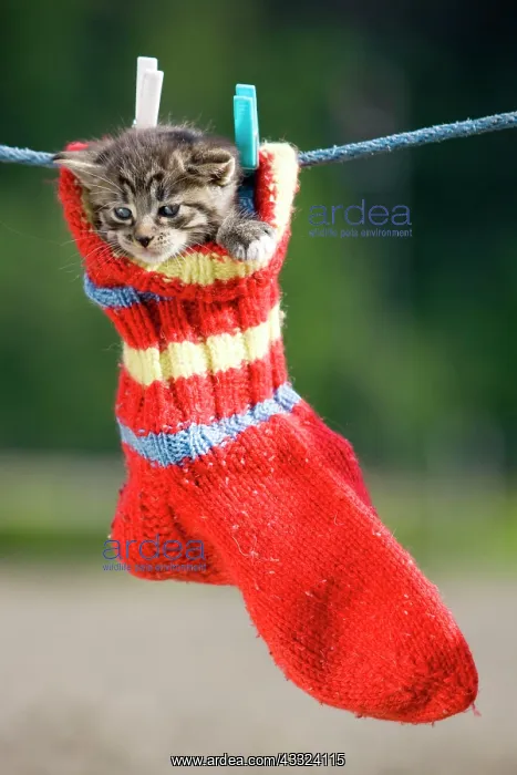 : 80193985 await Grey tabby kitten hanging in a woollen : 80193985 await Grey tabby kitten hanging in a woollen