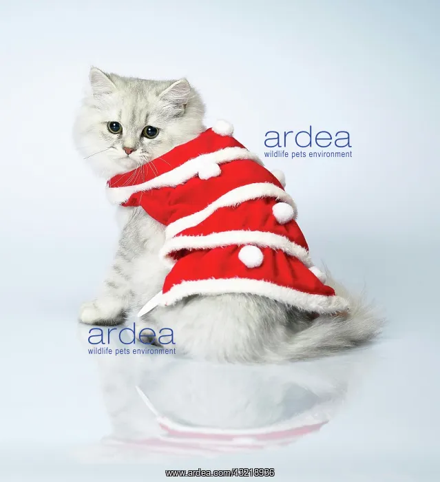 : 80194192 await Dressed cat Imagebroker All images : 80194192 await Dressed cat Imagebroker All images