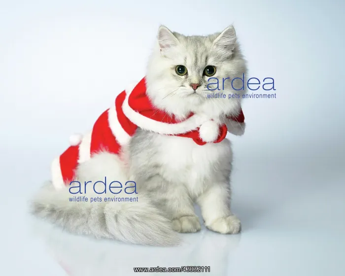 : 80194193 await Dressed cat Imagebroker All images : 80194193 await Dressed cat Imagebroker All images