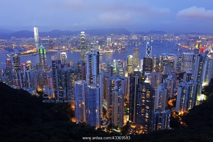 : 80194206 Hong Kong Skyline - View of the lights : 80194206 Hong Kong Skyline - View of the lights