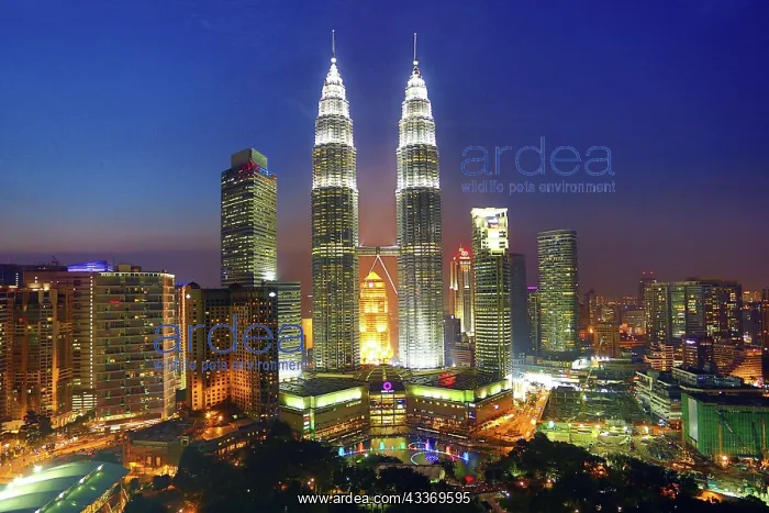 : 80194209 Petronas Twin Towers skyscrapers at sunset : 80194209 Petronas Twin Towers skyscrapers at sunset