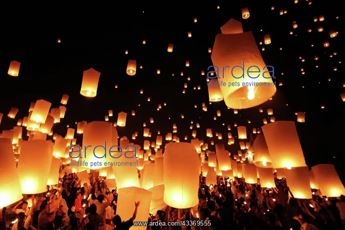 : 80194212 Yee Peng Sansai Floating Lantern Ceremony : 80194212 Yee Peng Sansai Floating Lantern Ceremony