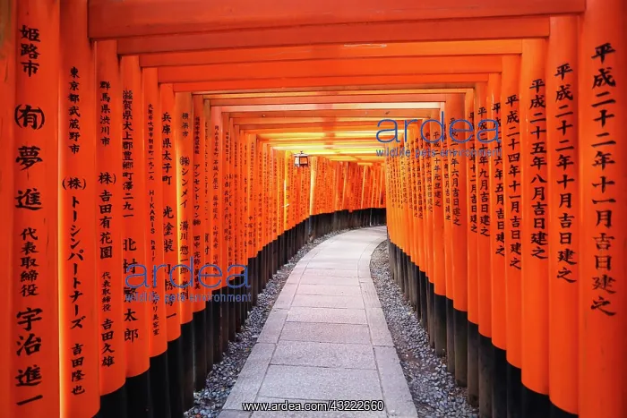 : 80194215 Senbon Torii, tunnels of red torii gates : 80194215 Senbon Torii, tunnels of red torii gates