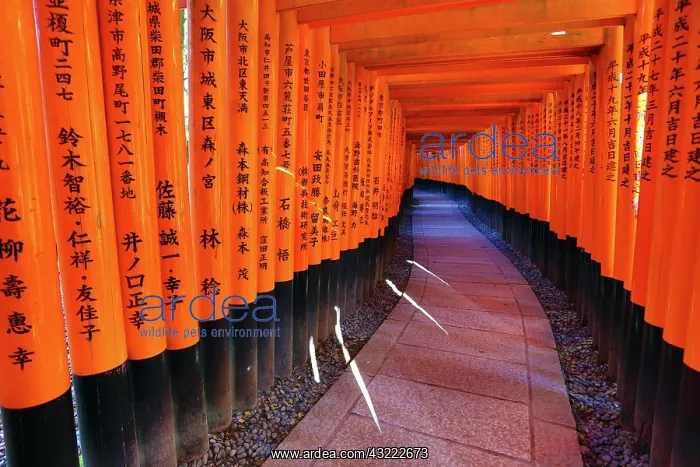 : 80194217 Senbon Torii, tunnels of red torii gates : 80194217 Senbon Torii, tunnels of red torii gates