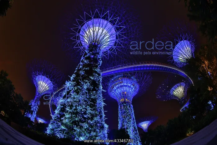 : 80194228 Blue lights of the futuristic Supertrees : 80194228 Blue lights of the futuristic Supertrees