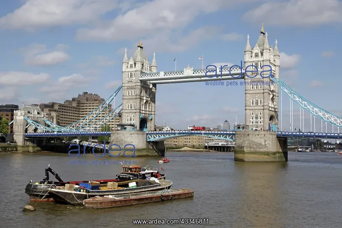 : 80194231 Tower Bridge and the River Thames London : 80194231 Tower Bridge and the River Thames London