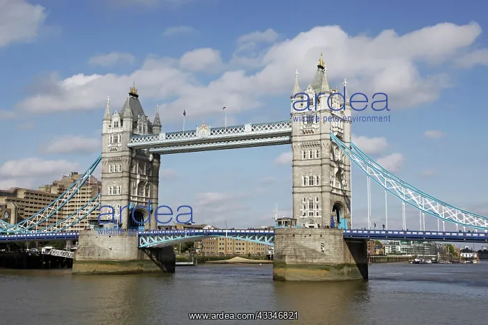 : 80194232 Tower Bridge and the River Thames London : 80194232 Tower Bridge and the River Thames London