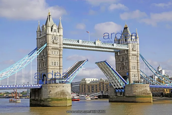: 80194233 Tower Bridge raised and opening London : 80194233 Tower Bridge raised and opening London