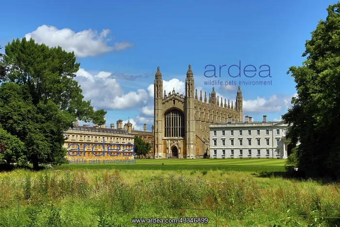 : 80194240 King's College and the Backs Cambridge : 80194240 King's College and the Backs Cambridge