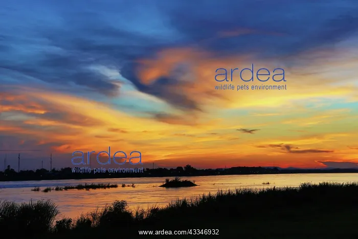 : 80194243 Sunset Mekong River, Vientiane, Laos Paul : 80194243 Sunset Mekong River, Vientiane, Laos Paul