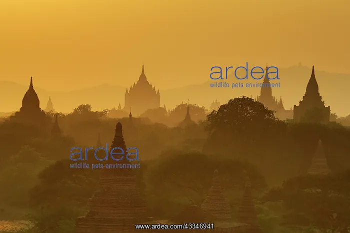 : 80194244 Temples and pagodas at sunset Central Plain : 80194244 Temples and pagodas at sunset Central Plain