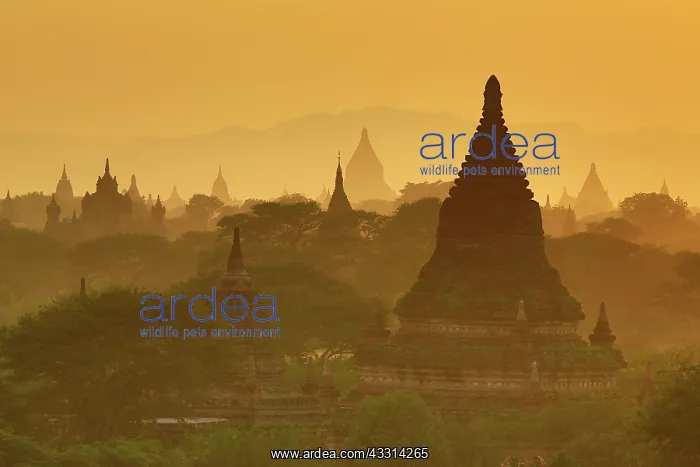 : 80194245 Temples and pagodas at sunset Central Plain : 80194245 Temples and pagodas at sunset Central Plain
