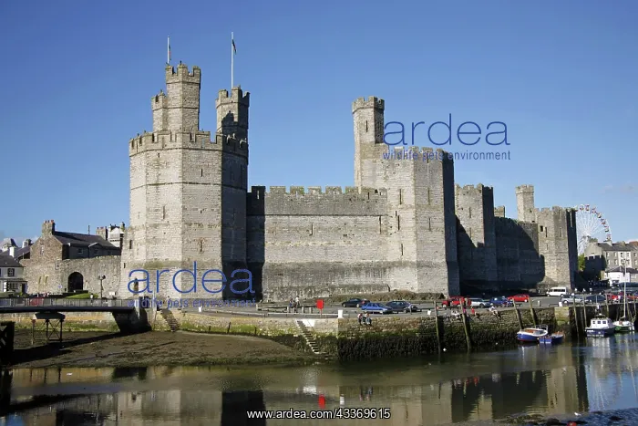 : 80194250 Caernarvon Castle Caernarvon, Wales, Britain : 80194250 Caernarvon Castle Caernarvon, Wales, Britain