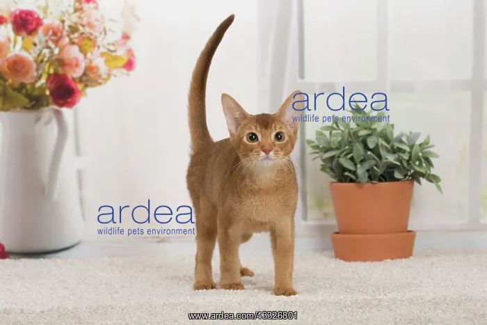 : 80194257 Cat - Abyssinian kitten Jean-Michel Labat : 80194257 Cat - Abyssinian kitten Jean-Michel Labat