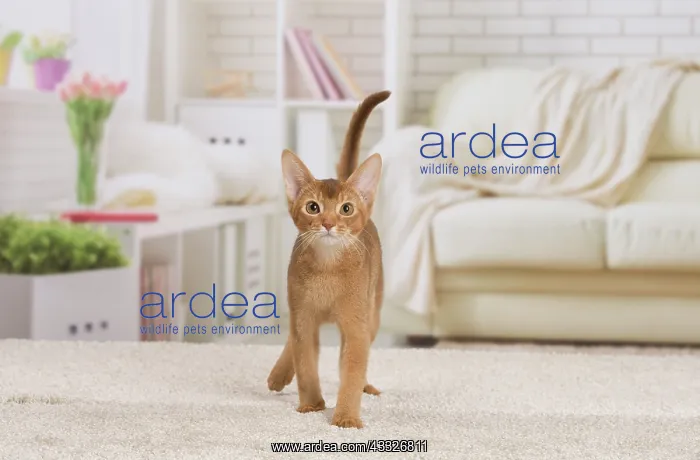 : 80194258 Cat - Abyssinian kitten Jean-Michel Labat : 80194258 Cat - Abyssinian kitten Jean-Michel Labat