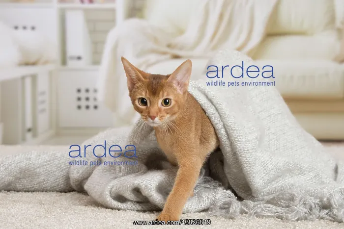 : 80194259 Cat - Abyssinian kitten Jean-Michel Labat : 80194259 Cat - Abyssinian kitten Jean-Michel Labat