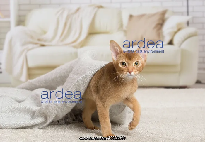 : 80194260 Cat - Abyssinian kitten Jean-Michel Labat : 80194260 Cat - Abyssinian kitten Jean-Michel Labat
