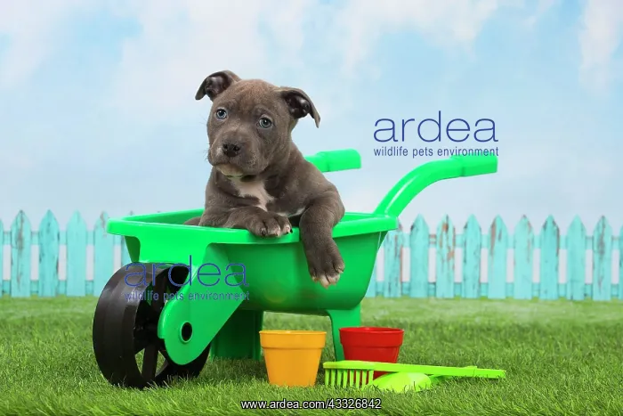 : 80194261 Dog - Amstaff / American Staffordshire : 80194261 Dog - Amstaff / American Staffordshire
