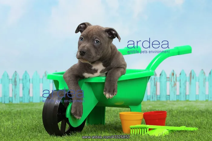 : 80194262 Dog - Amstaff / American Staffordshire : 80194262 Dog - Amstaff / American Staffordshire