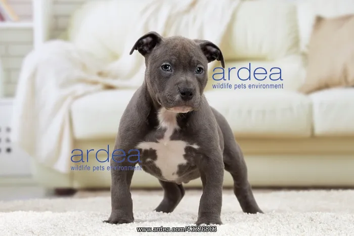  : 80194263 Dog - Amstaff  /  American Staffordshire