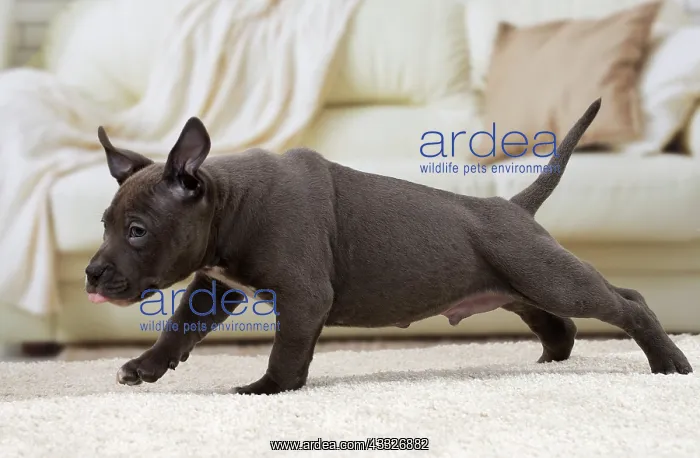 : 80194265 Dog - Amstaff  /  American Staffordshire