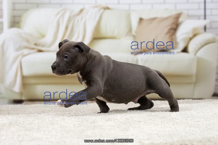 : 80194266 Dog - Amstaff / American Staffordshire : 80194266 Dog - Amstaff / American Staffordshire