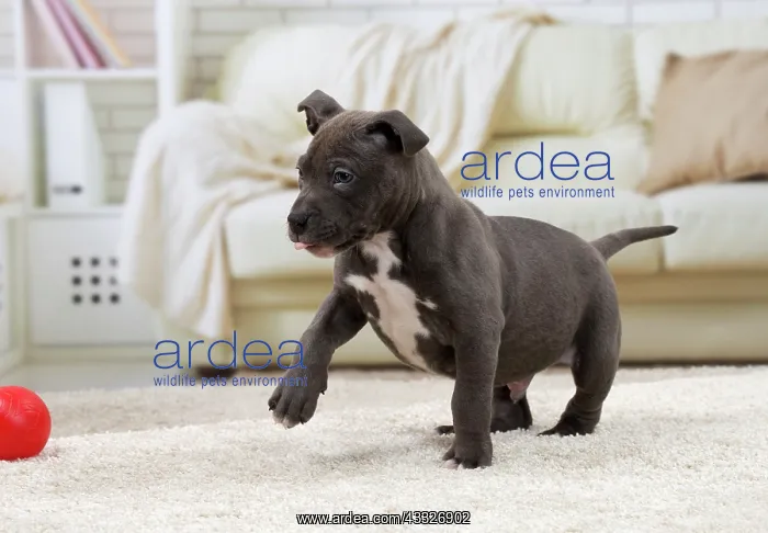 : 80194267 Dog - Amstaff / American Staffordshire : 80194267 Dog - Amstaff / American Staffordshire