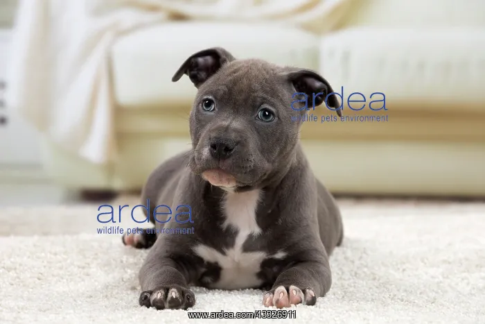 : 80194268 Dog - Amstaff / American Staffordshire : 80194268 Dog - Amstaff / American Staffordshire