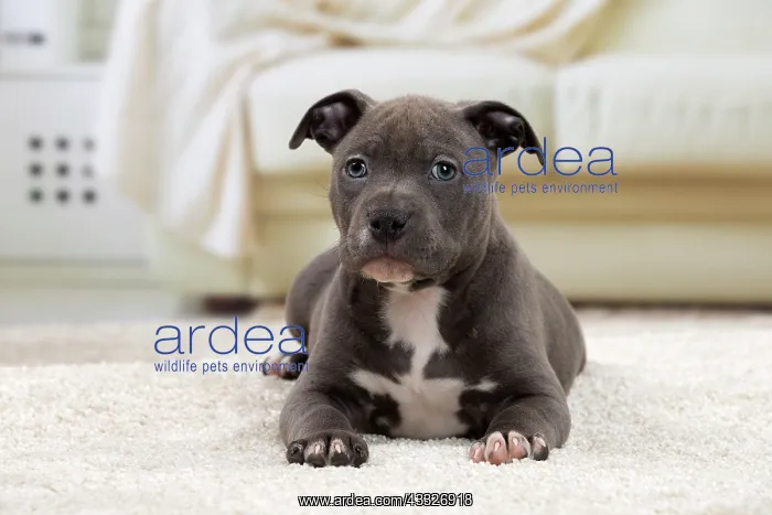 : 80194269 Dog - Amstaff / American Staffordshire : 80194269 Dog - Amstaff / American Staffordshire