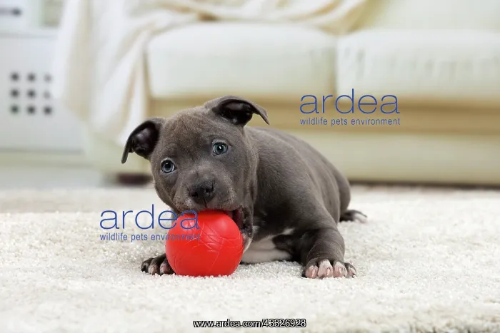 : 80194270 Dog - Amstaff / American Staffordshire : 80194270 Dog - Amstaff / American Staffordshire