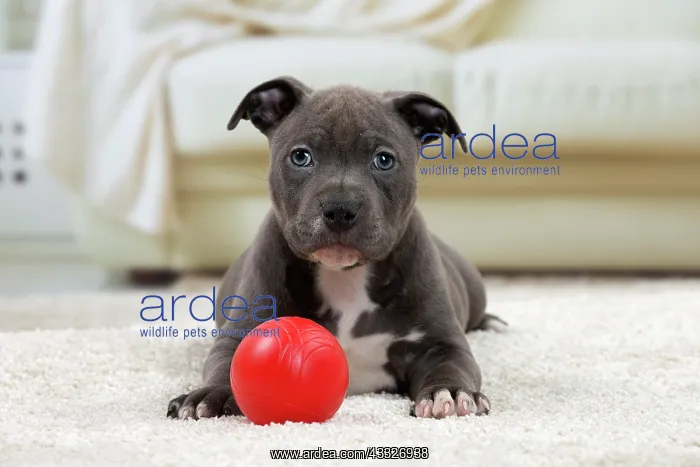 : 80194271 Dog - Amstaff / American Staffordshire : 80194271 Dog - Amstaff / American Staffordshire