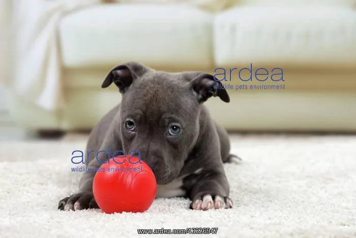  : 80194272 Dog - Amstaff  /  American Staffordshire