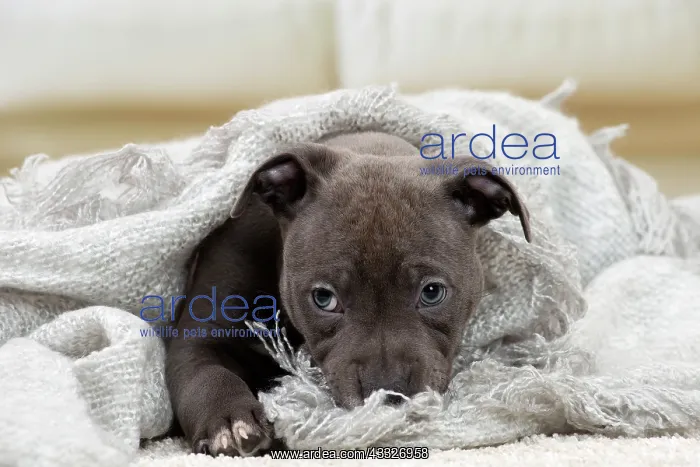 : 80194273 Dog - Amstaff / American Staffordshire : 80194273 Dog - Amstaff / American Staffordshire