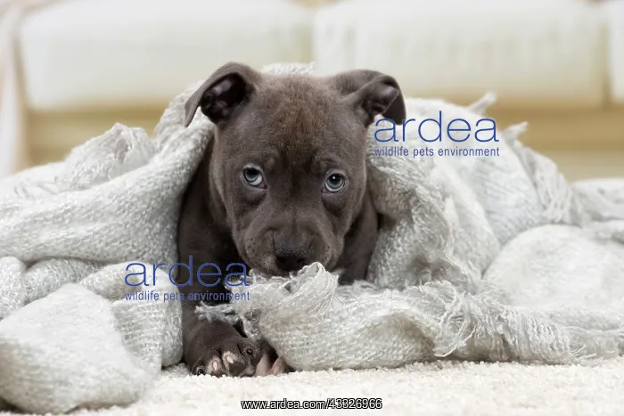 : 80194274 Dog - Amstaff / American Staffordshire : 80194274 Dog - Amstaff / American Staffordshire