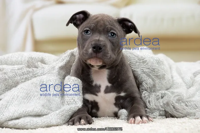 : 80194275 Dog - Amstaff / American Staffordshire : 80194275 Dog - Amstaff / American Staffordshire