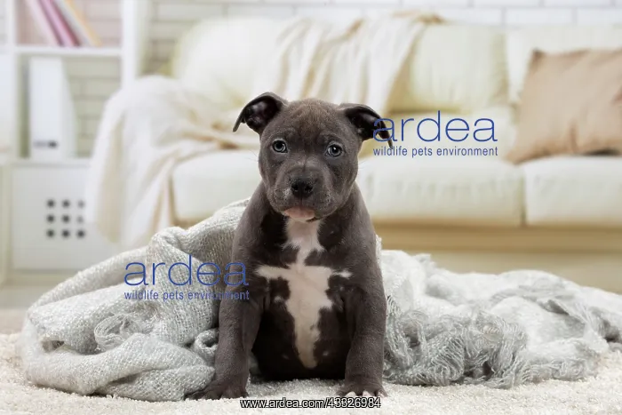 : 80194276 Dog - Amstaff / American Staffordshire : 80194276 Dog - Amstaff / American Staffordshire