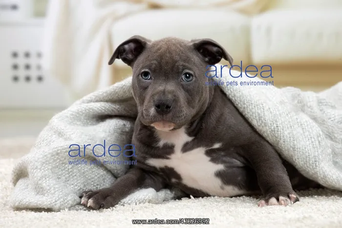 : 80194277 Dog - Amstaff / American Staffordshire : 80194277 Dog - Amstaff / American Staffordshire
