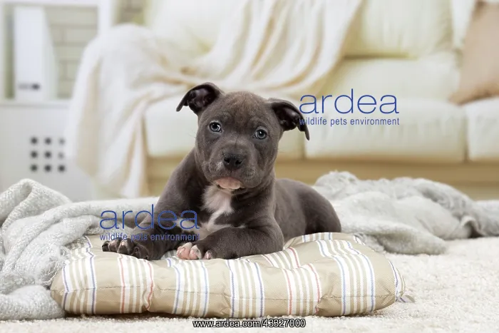 : 80194278 Dog - Amstaff / American Staffordshire : 80194278 Dog - Amstaff / American Staffordshire