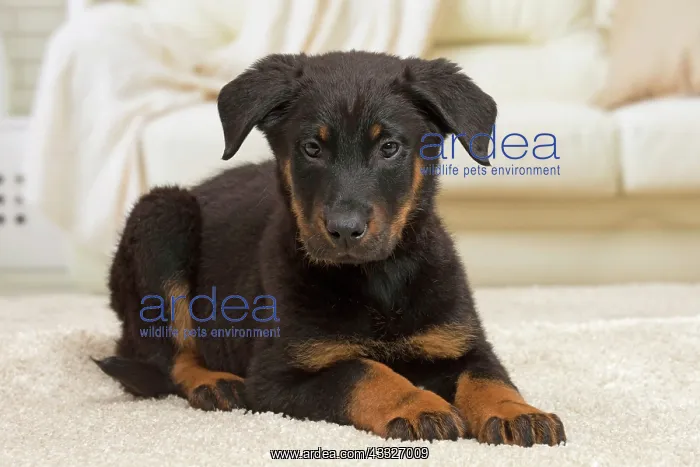 : 80194279 Dog - Beauceron puppy Jean-Michel Labat : 80194279 Dog - Beauceron puppy Jean-Michel Labat