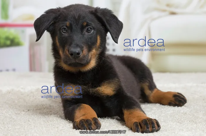  : 80194280 Dog - Beauceron puppy Jean-Michel Labat