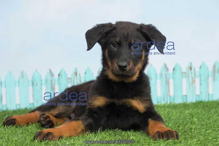 : 80194282 Dog - Beauceron puppy Jean-Michel Labat : 80194282 Dog - Beauceron puppy Jean-Michel Labat