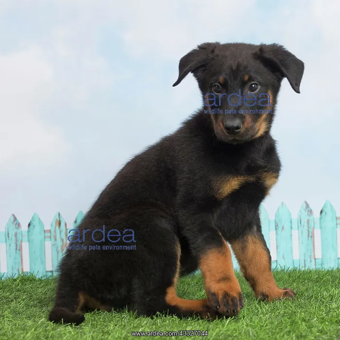 : 80194283 Dog - Beauceron puppy Jean-Michel Labat : 80194283 Dog - Beauceron puppy Jean-Michel Labat